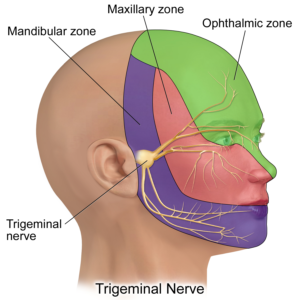 Trigeminal nerve distribution